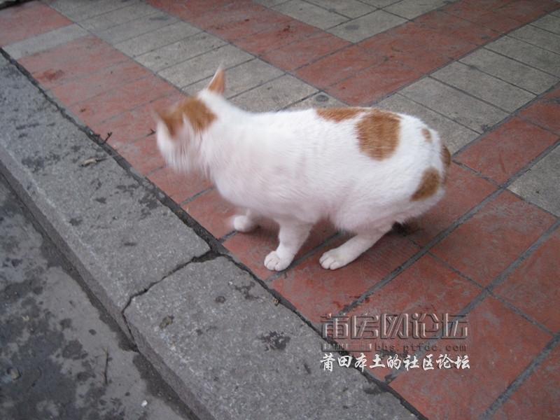 无尾猫?猫猫你是肿么了?