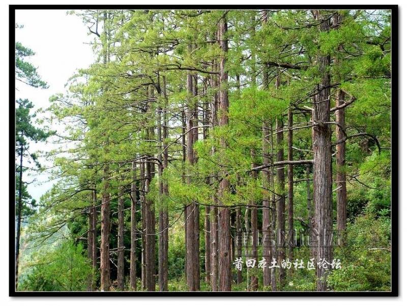 莆田发现国家一级保护植物四川苏铁和水松_本地资讯