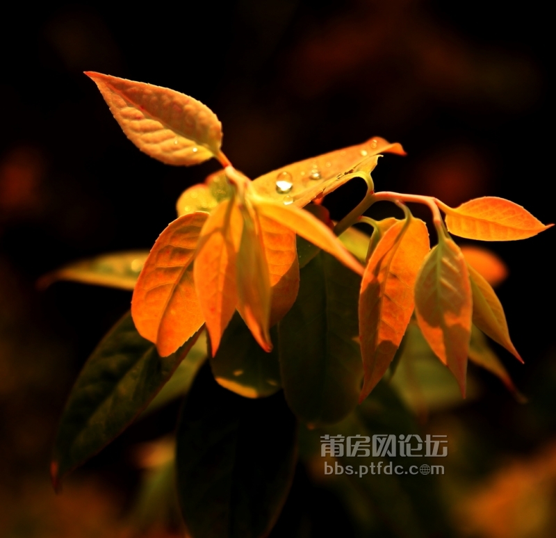 小草发芽简笔画图片_小草发芽简笔画图片下载