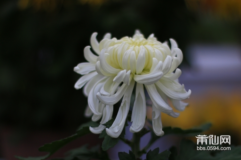 你是我的花朵