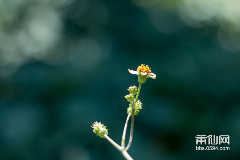 一花一世界一叶一追寻