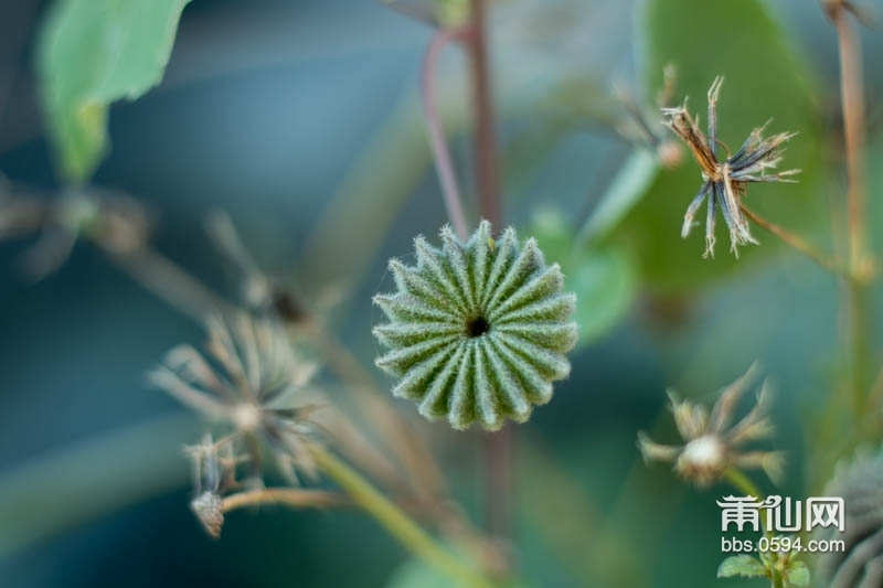 一花一世界一叶一追寻