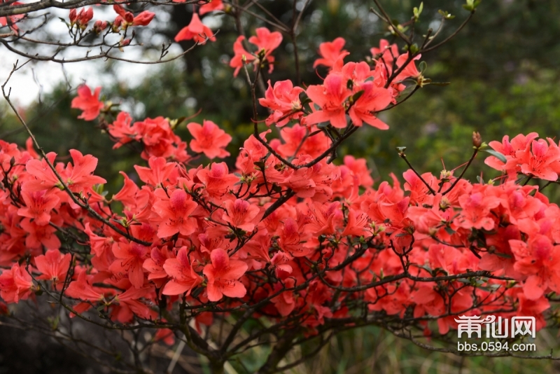 十八股头遍山开满了杜鹃花.