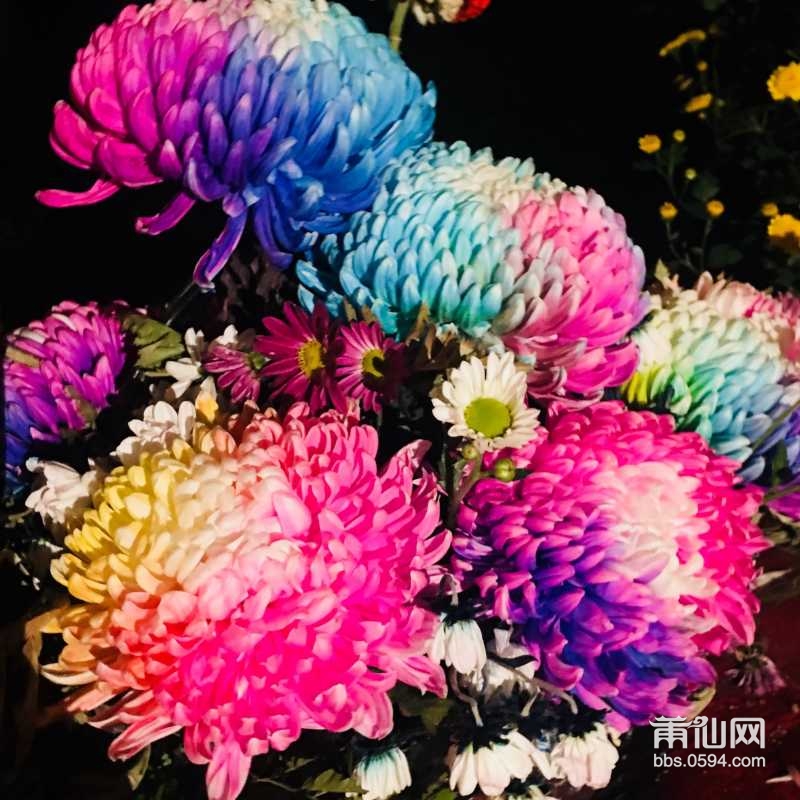 为什么一朵菊花有好几种颜色?这是什么稀有品种?